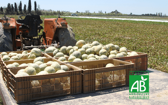 melon fields organic cultivation