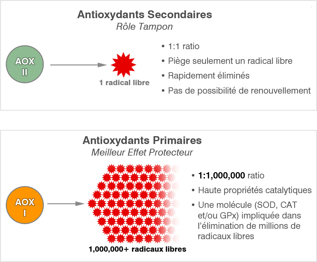 antioxydants primaires
