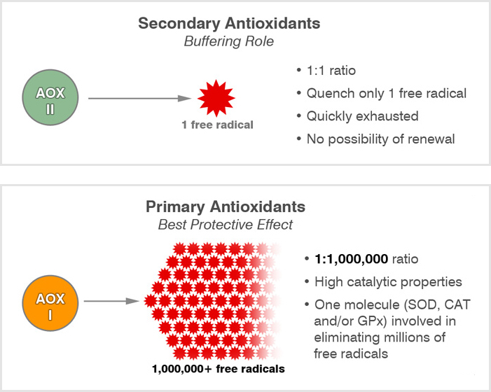 primary and secondary antioxidants